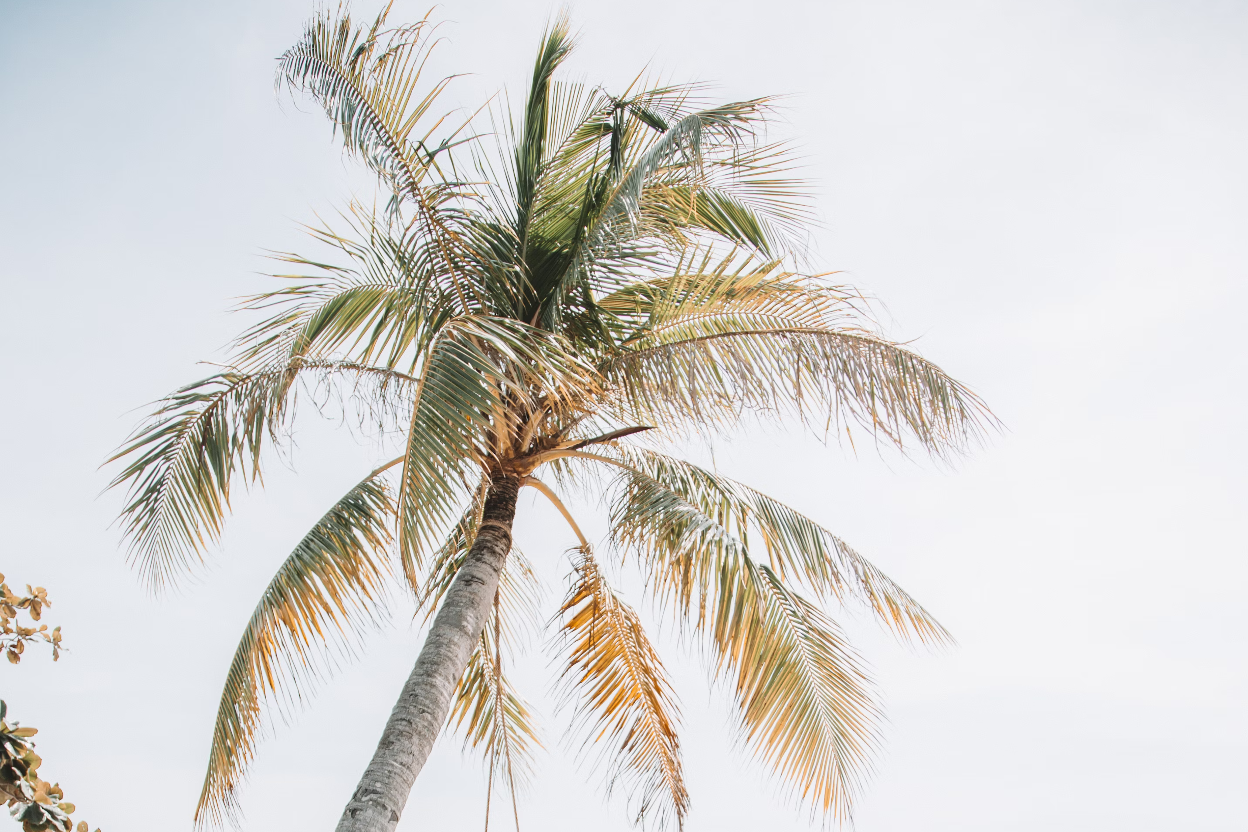 the crown of a pam tree shot from the bottom towards the sky