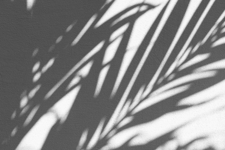 the shadow of tropical leaves on a white wall